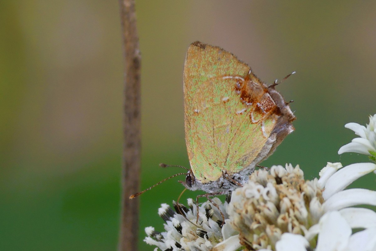 Telea Hairstreak - ML648859347