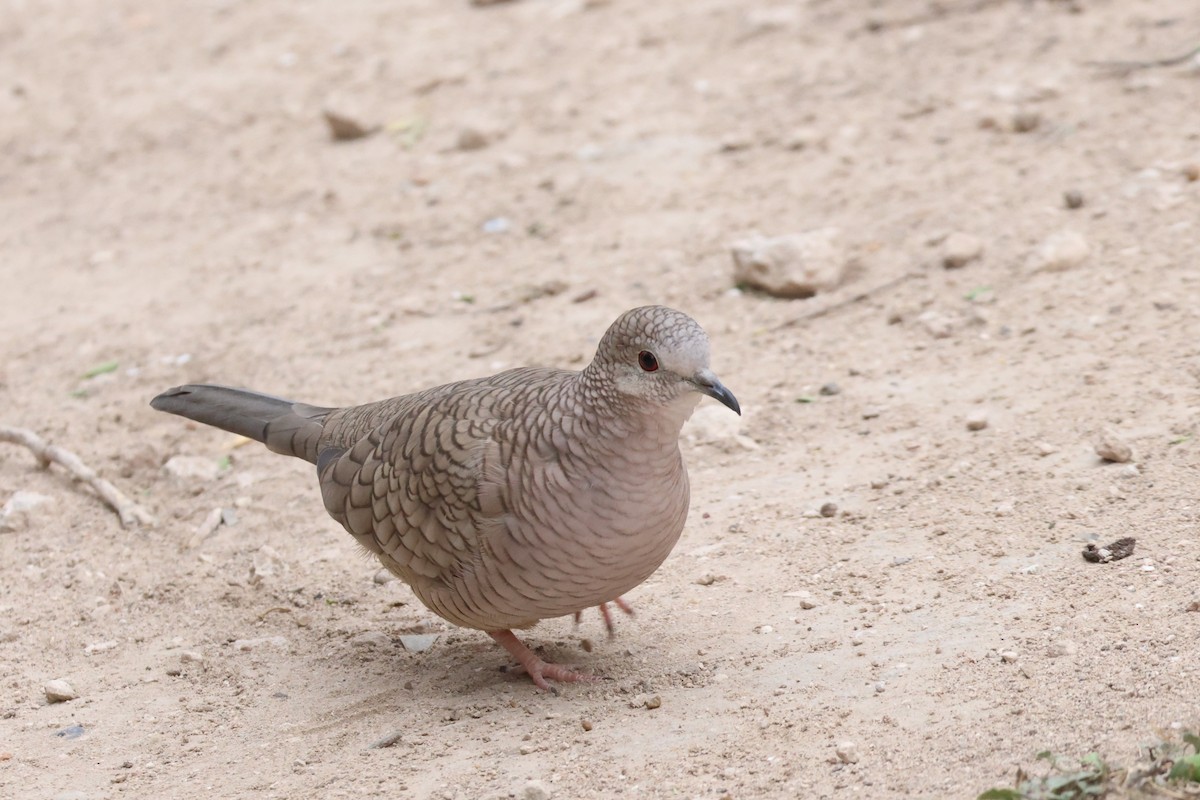 Инкская земляная горлица - ML648859460