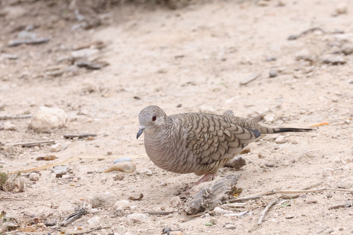 Инкская земляная горлица - ML648859461