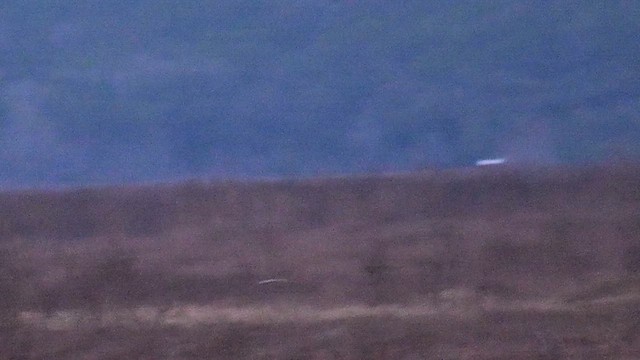 jordugle - ML648859495