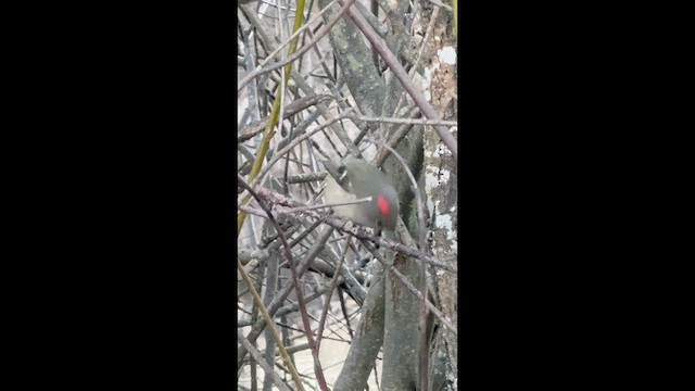 rubinfuglekonge - ML648859532