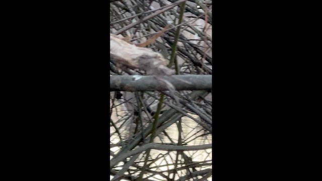 rubinfuglekonge - ML648859534