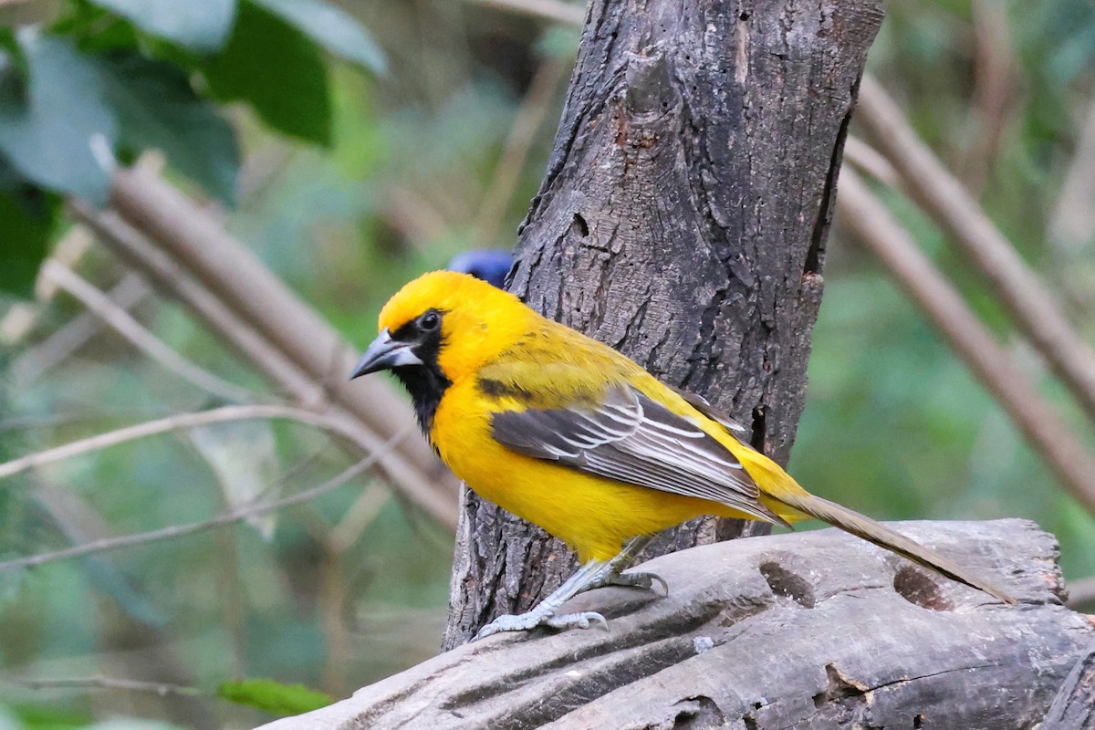 Галстучный трупиал - ML648859561