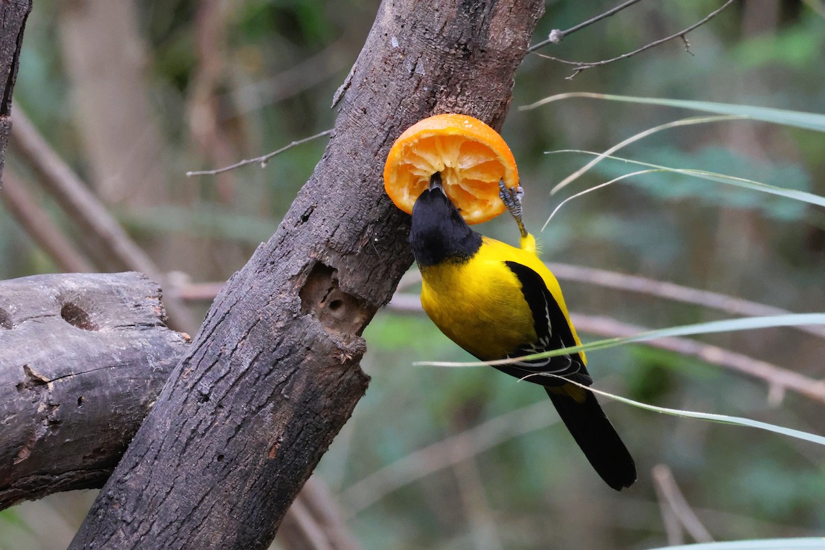 Черноголовый трупиал - ML648859567