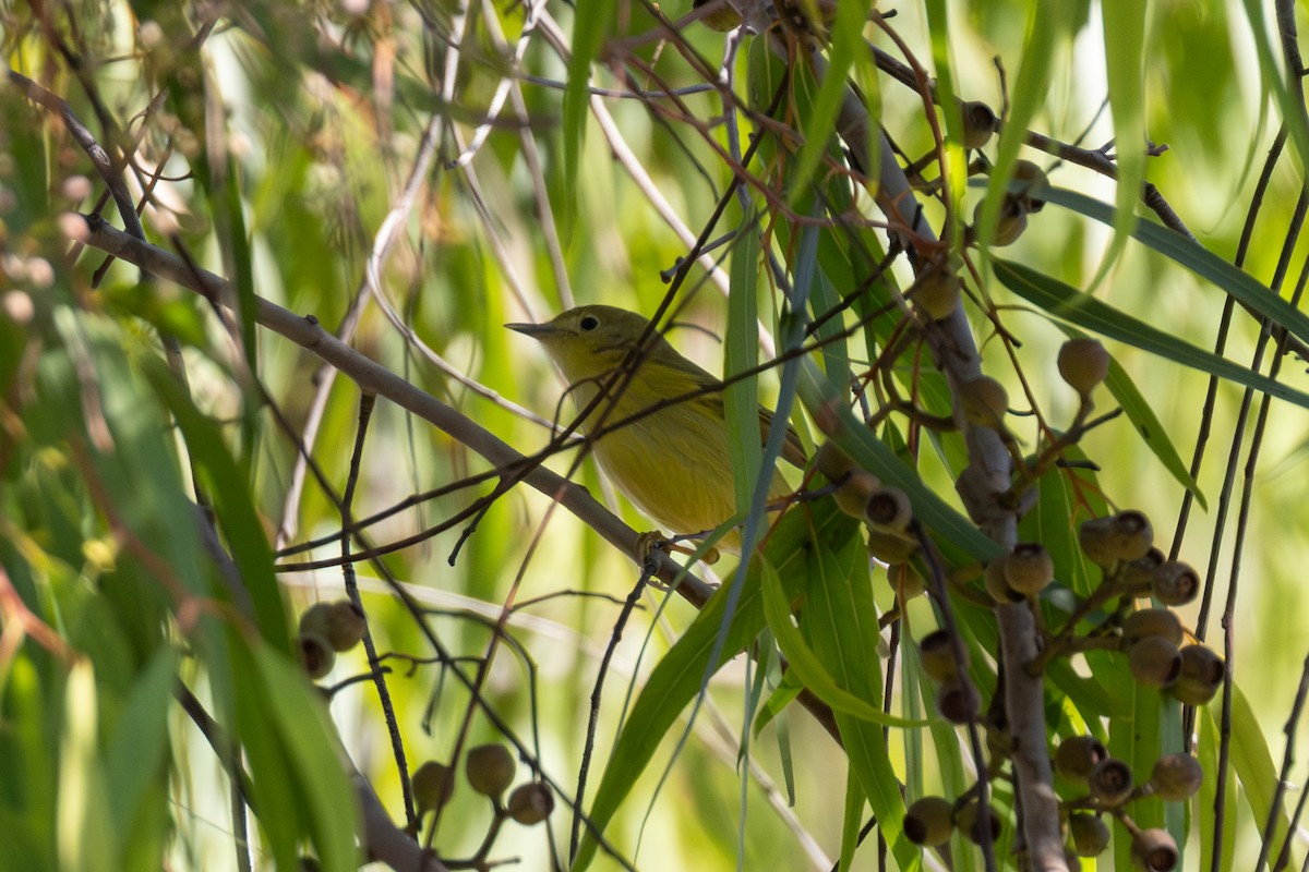 Sarı Ötleğen - ML648859637