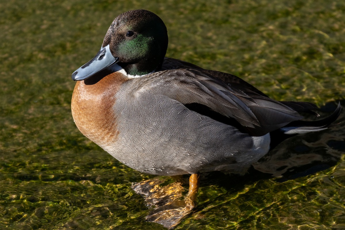 Yeşilbaş x Kılkuyruk - ML648859640