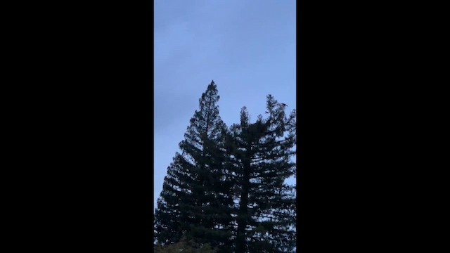 hvithodehavørn - ML648859701