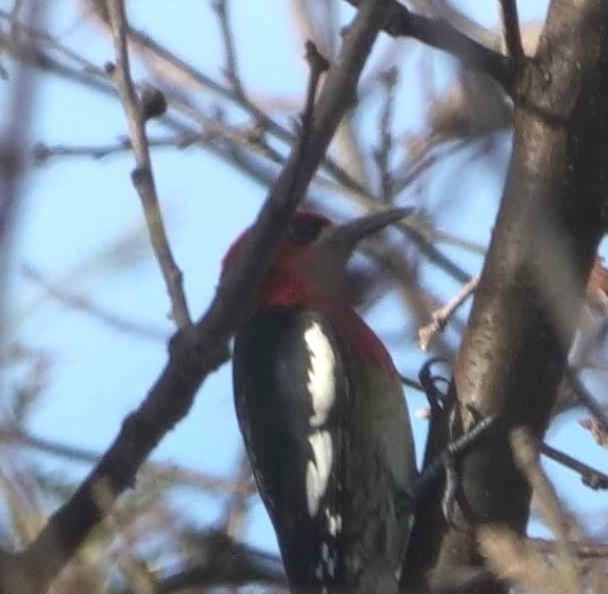 Kırmızı Göğüslü Ağaçkakan (ruber) - ML648859708