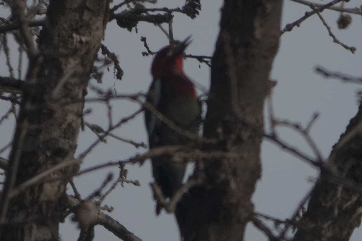 Kırmızı Göğüslü Ağaçkakan (ruber) - ML648859709