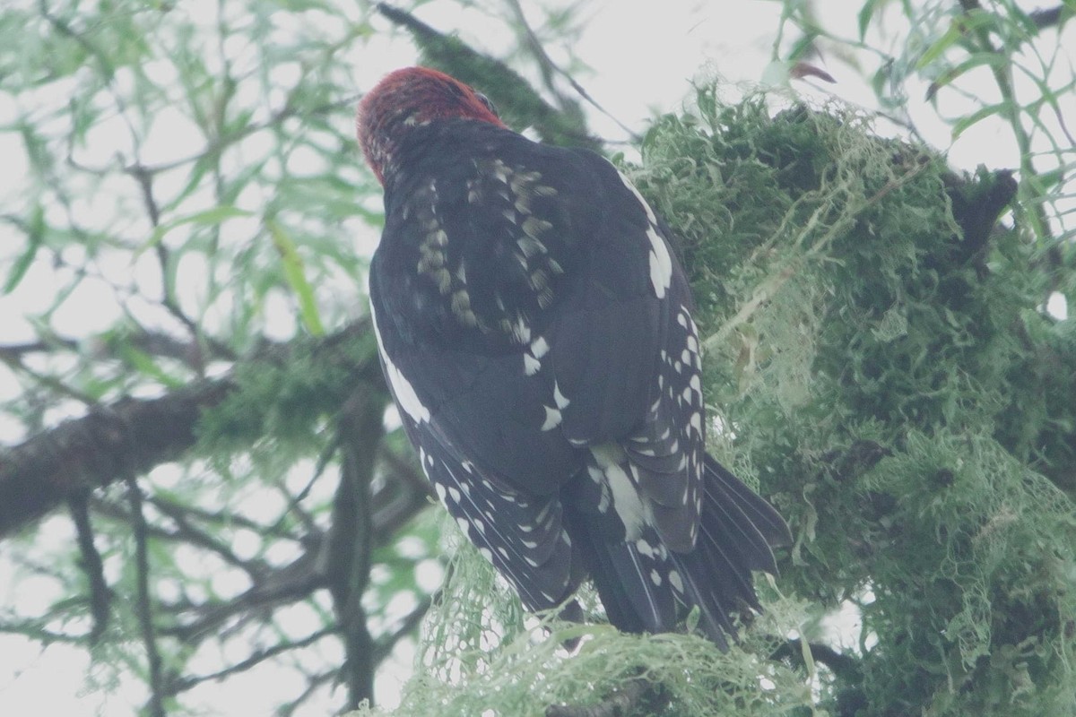 Kırmızı Göğüslü Ağaçkakan (ruber) - ML648859711