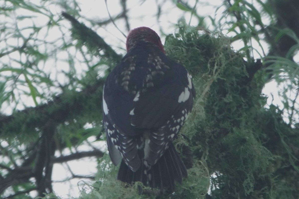 Kırmızı Göğüslü Ağaçkakan (ruber) - ML648859724