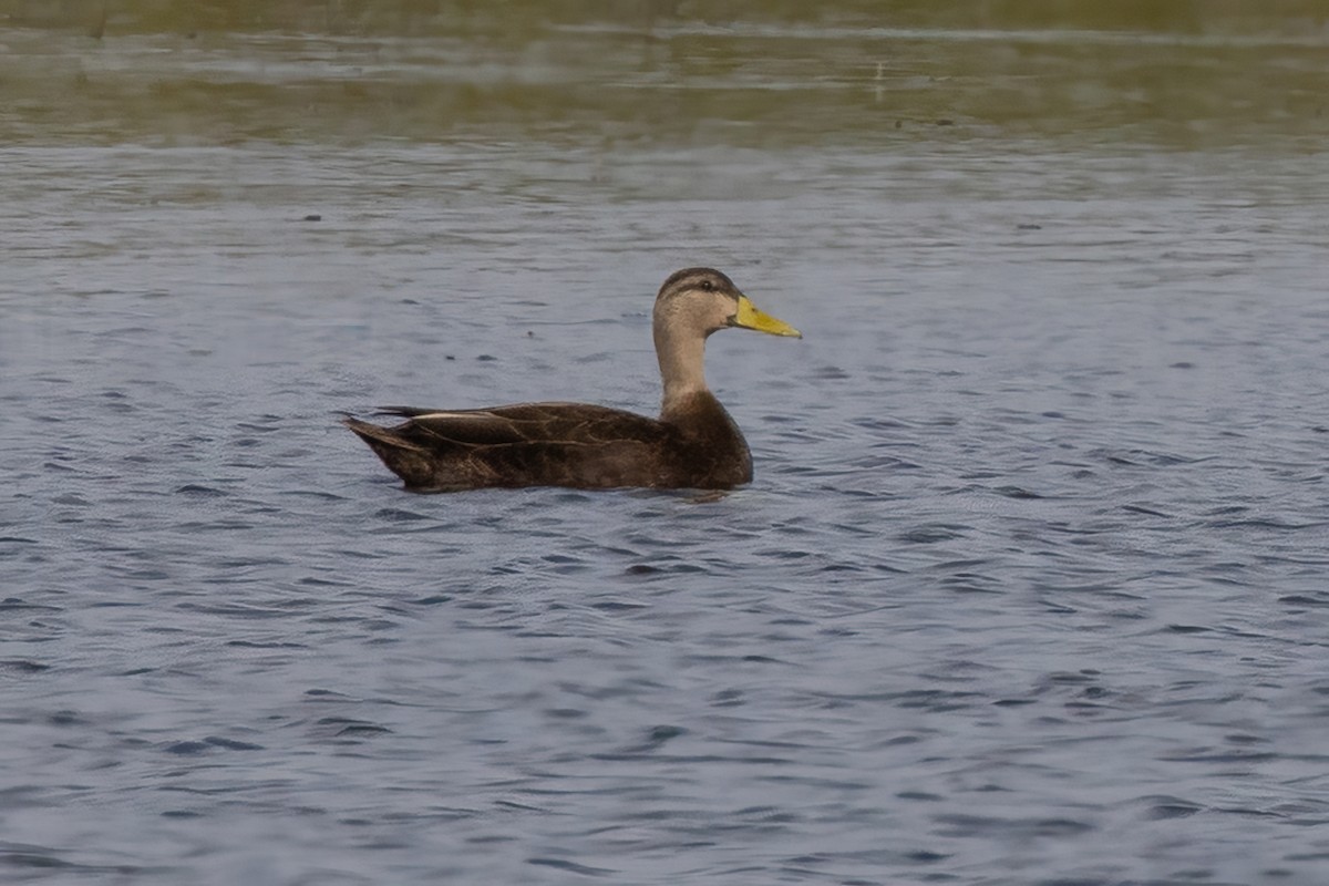 rødfotand - ML648859974