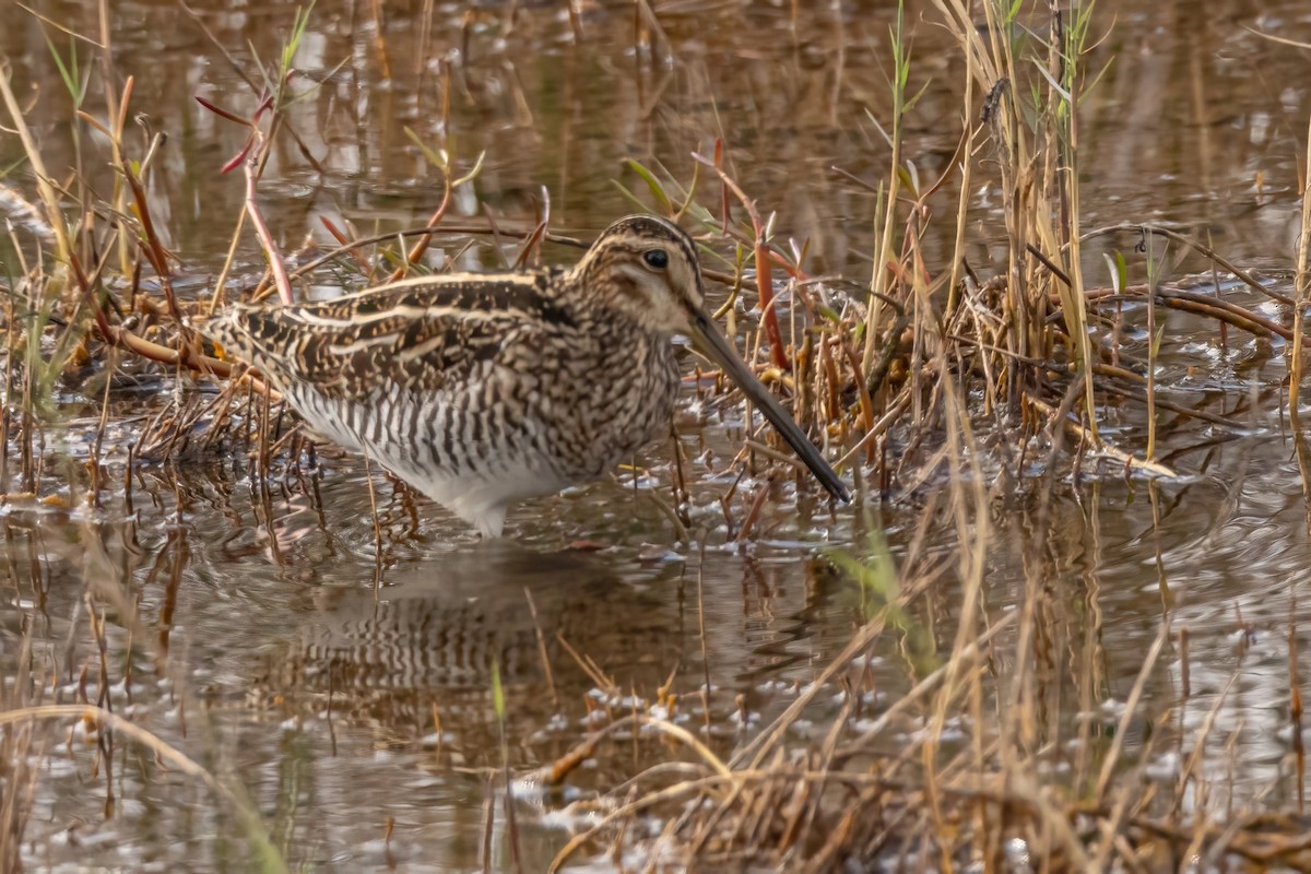 kanadabekkasin - ML648860000