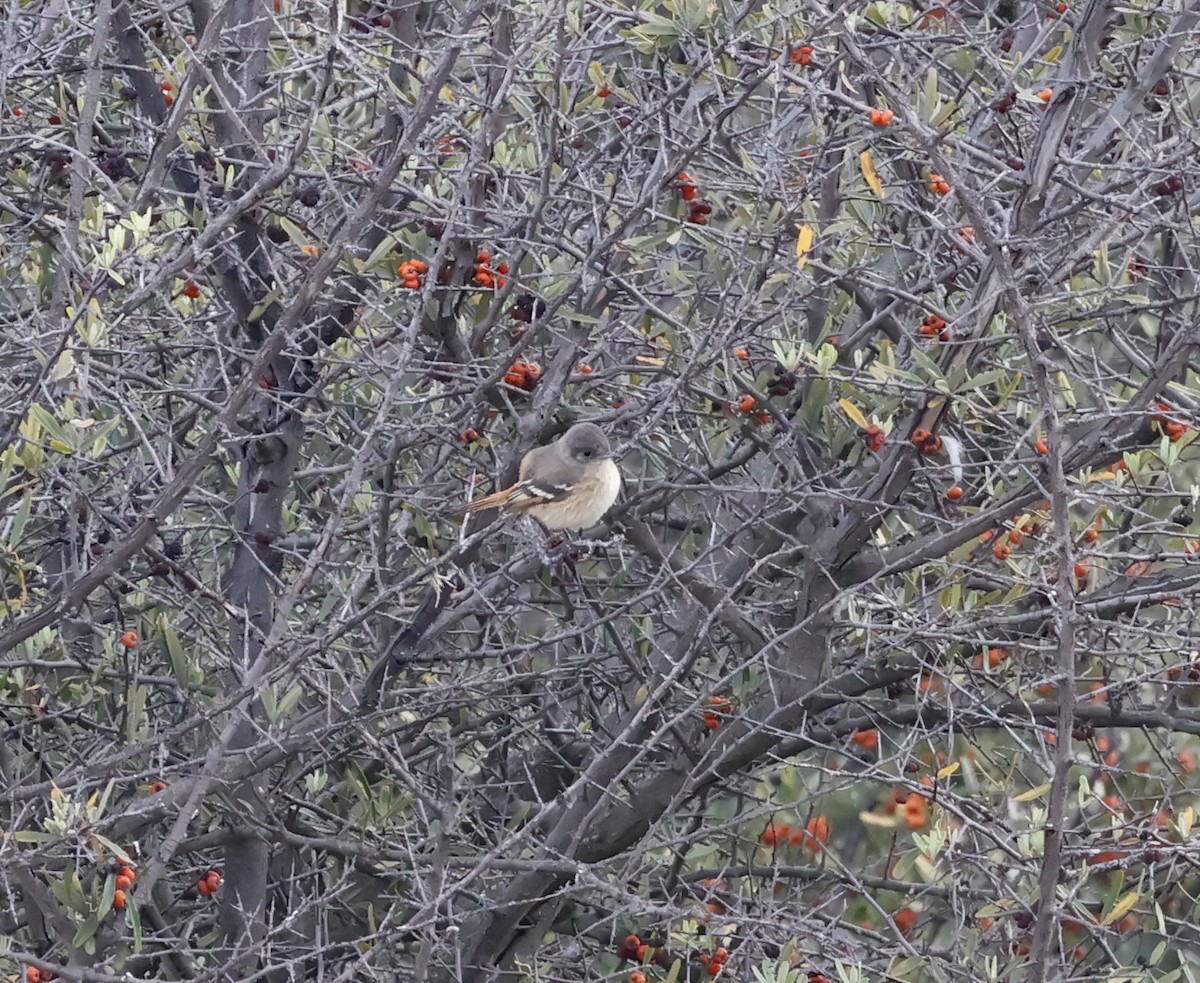 Ada à ailes blanches - ML648860066