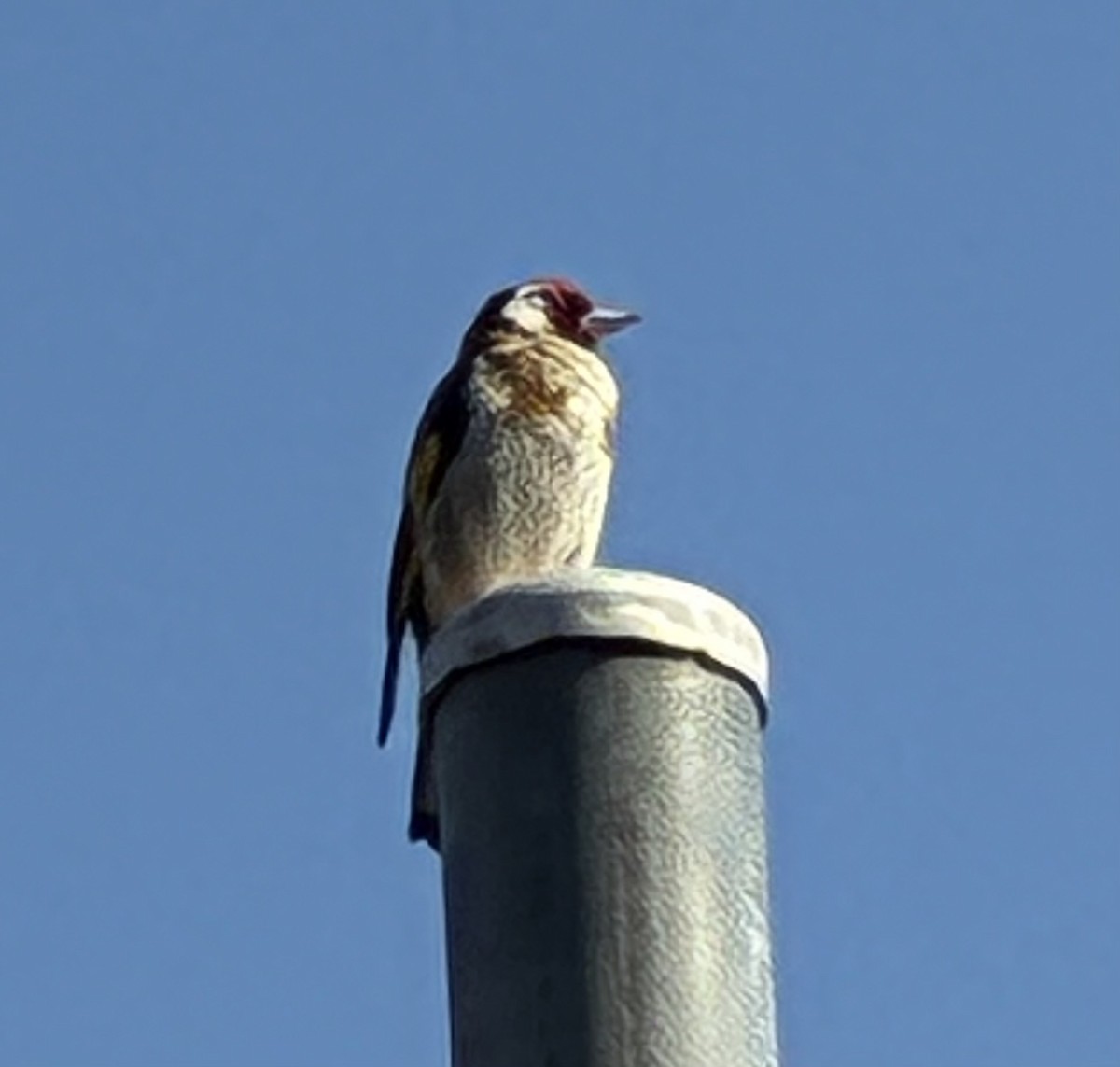 European Goldfinch - ML648860387