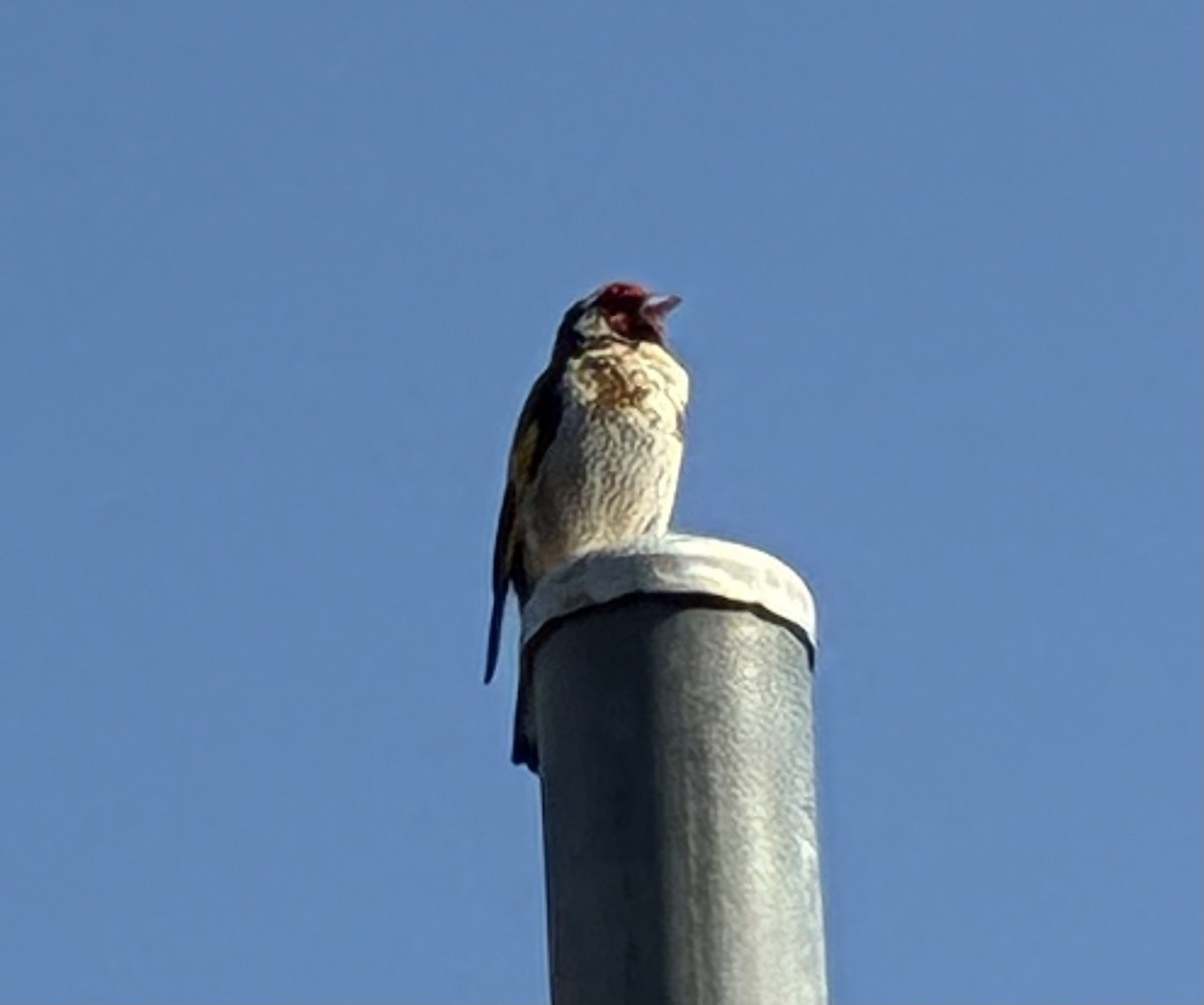 European Goldfinch - ML648860388