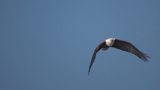 flodørn - ML648860414