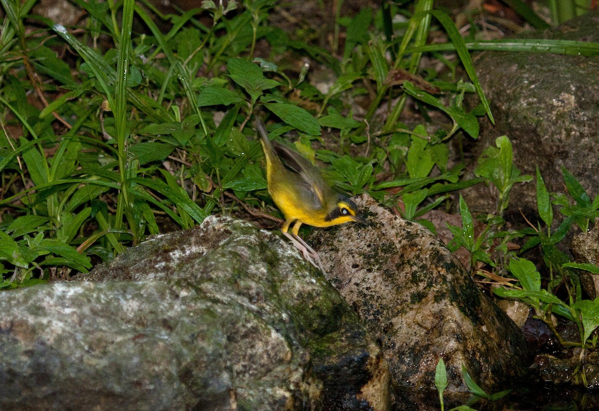 Kentucky Warbler - ML648860477