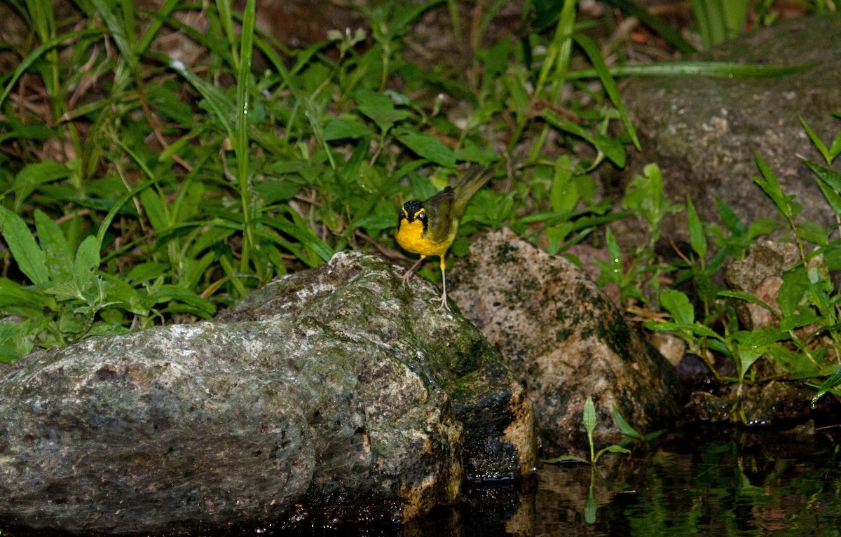 Kentucky Warbler - Matthew Skalla