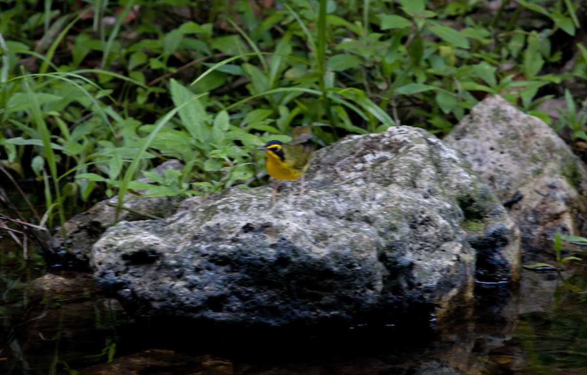 Kentucky Warbler - ML648860479