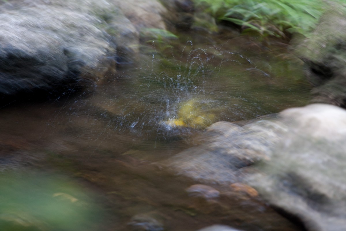 Kentucky Warbler - ML648860480