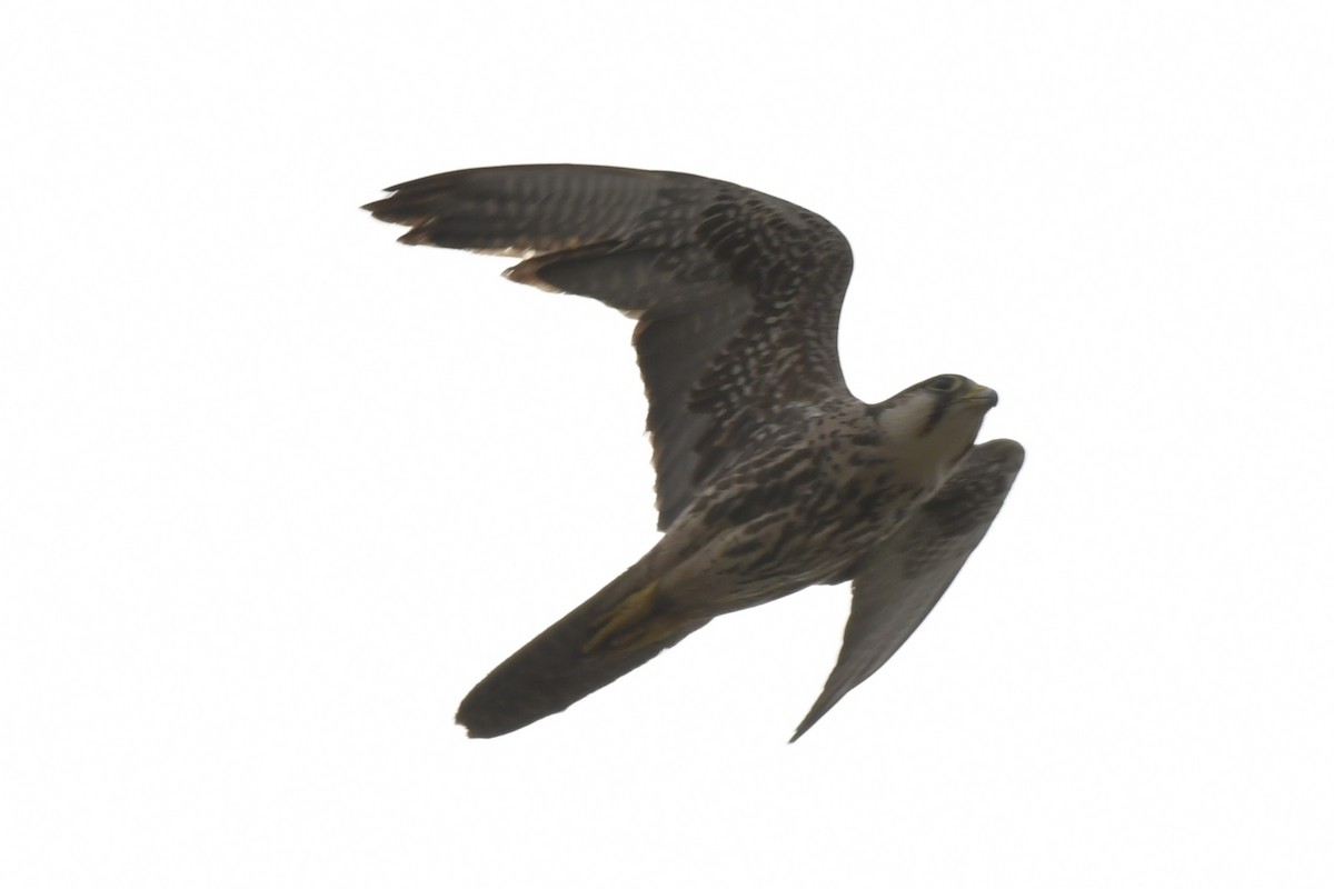 Lanner Falcon - ML648860484