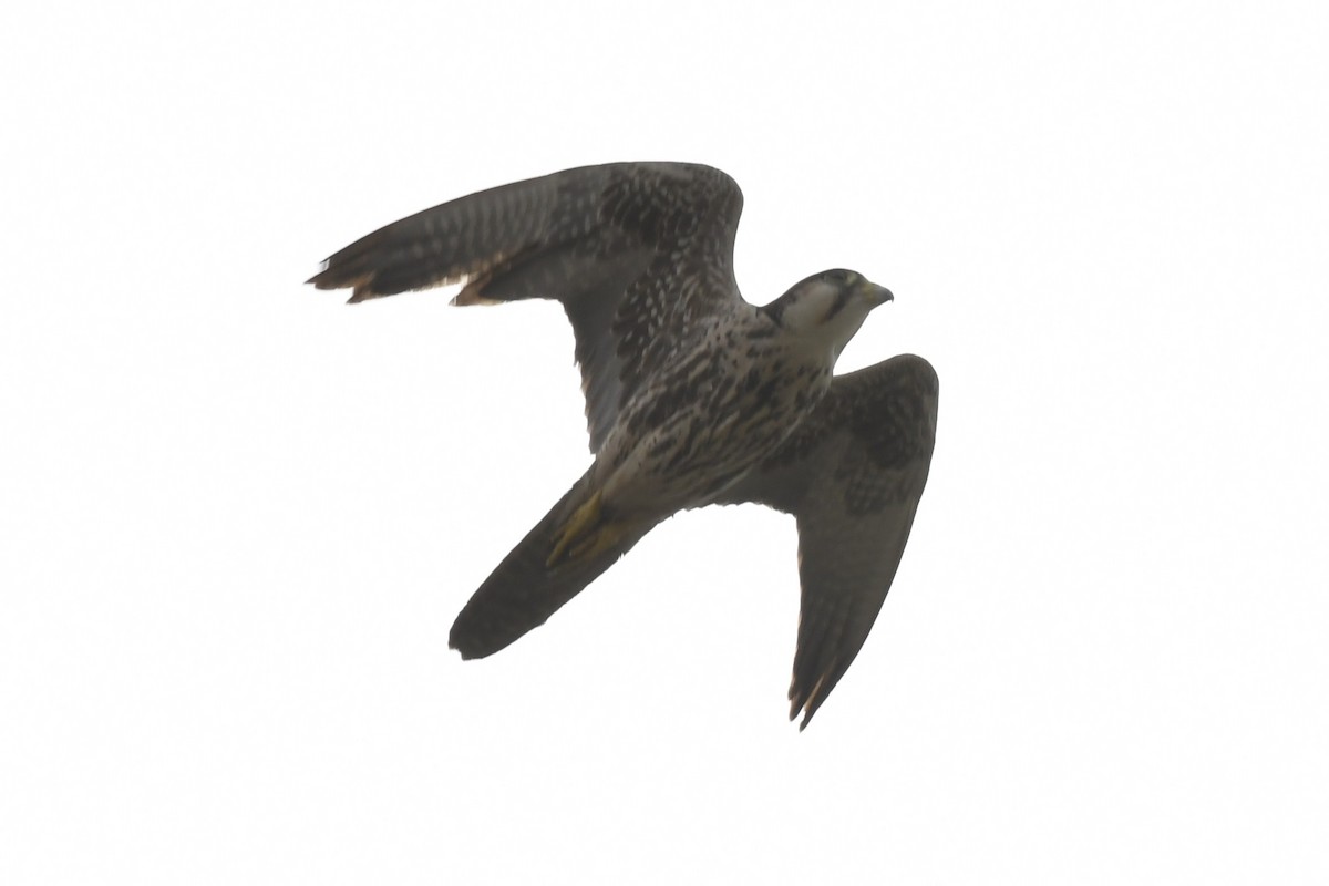 Lanner Falcon - ML648860486