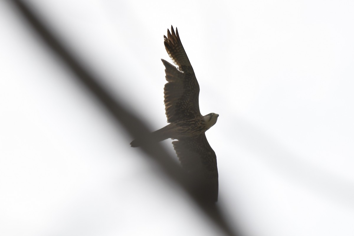 Lanner Falcon - ML648860487