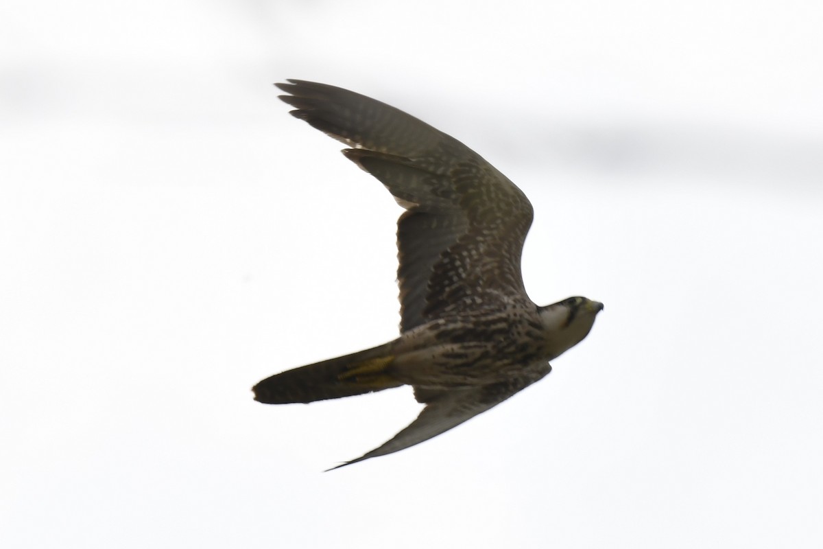 Lanner Falcon - ML648860488