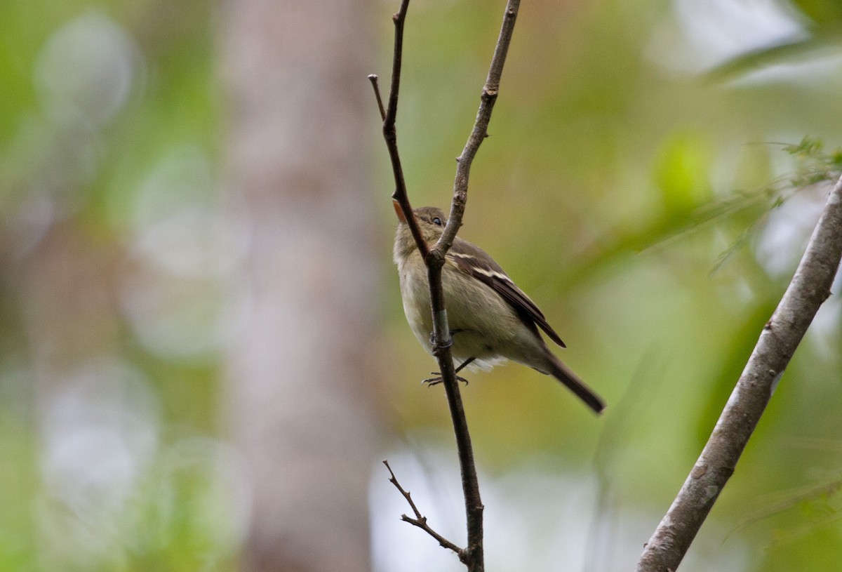 Mosquero Ventriamarillo - ML648860491