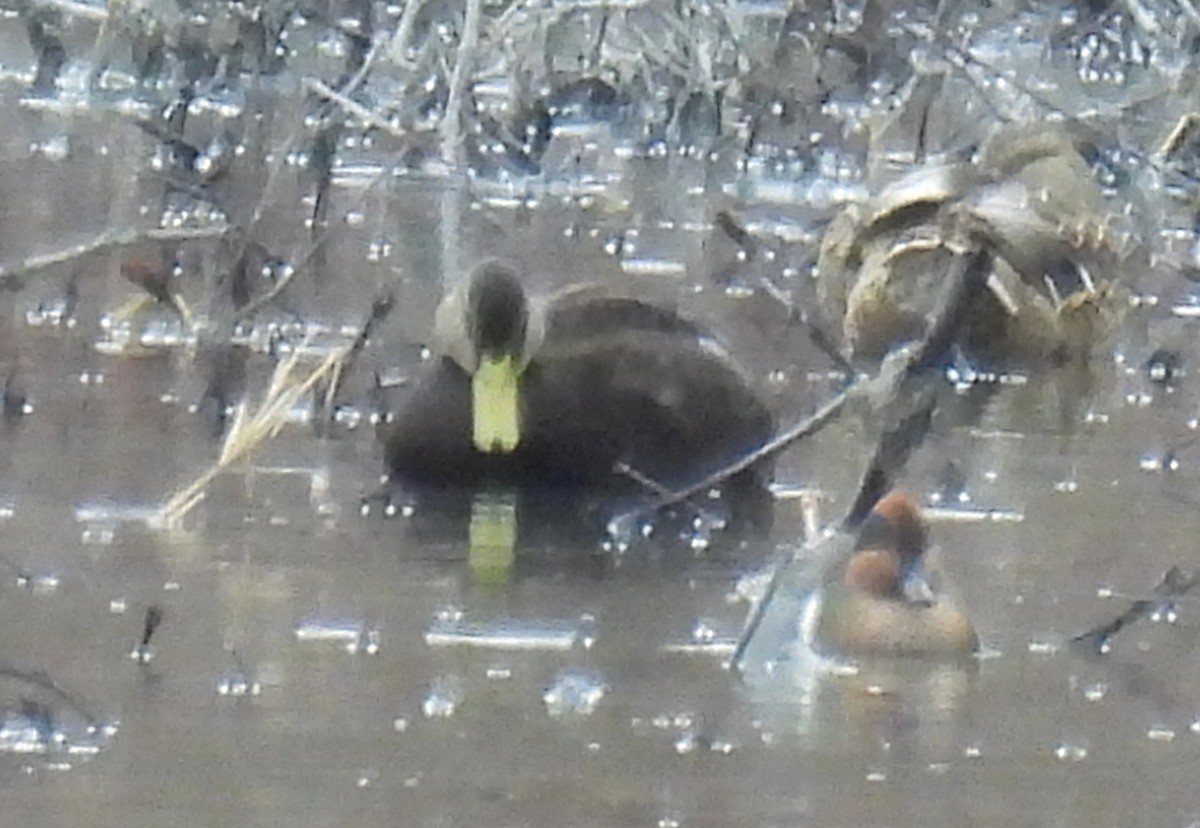 Американская кряква - ML648860552