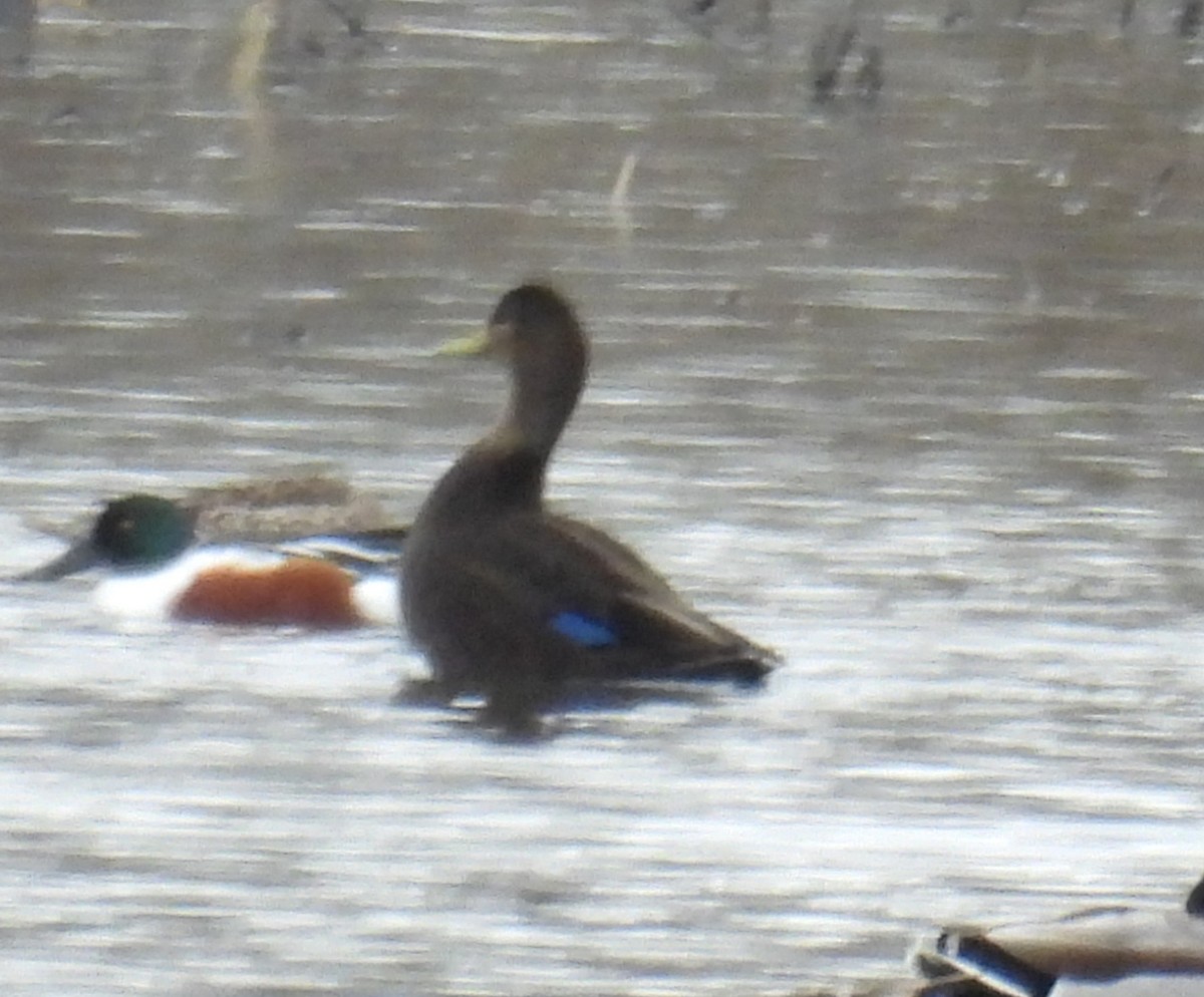 Американская кряква - ML648860553