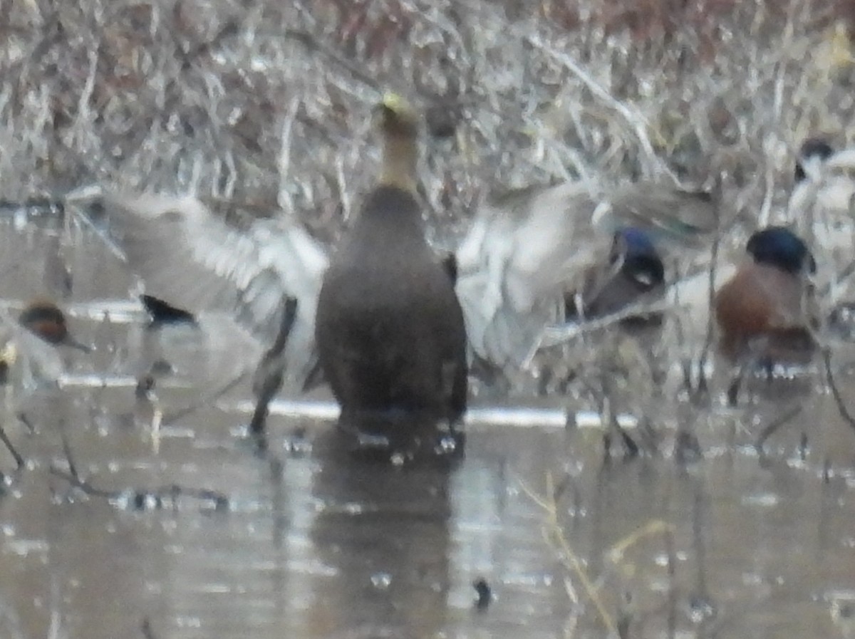 Американская кряква - ML648860554