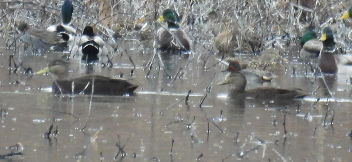 Американская кряква - ML648860556