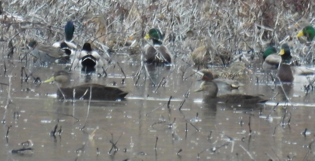 Американская кряква - ML648860558