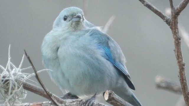 bispetanagar (cana gr.) - ML648860589