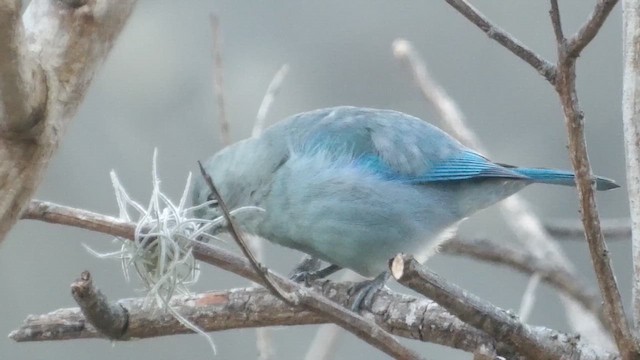 bispetanagar (cana gr.) - ML648860597