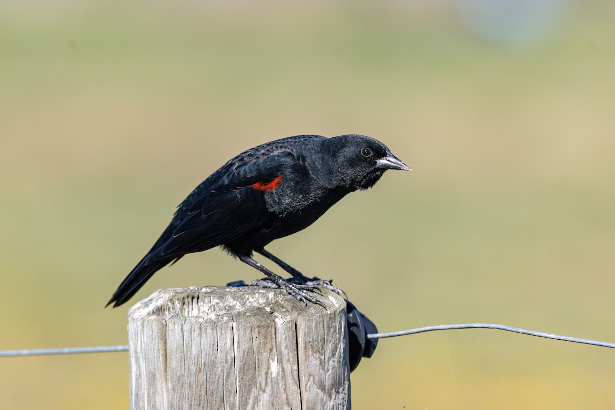 Red-winged Blackbird (California Bicolored) - ML648860617