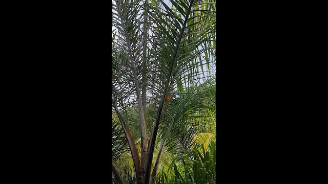 rødvever - ML648860679