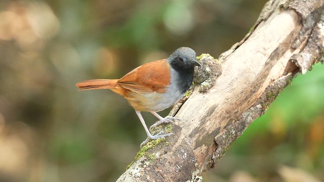 smekkemaurfugl - ML648860701