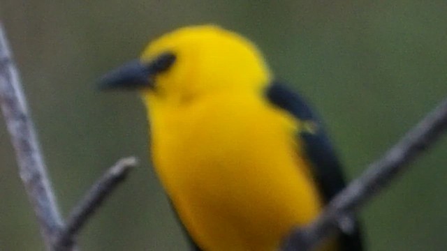 piroltrupial - ML648860769