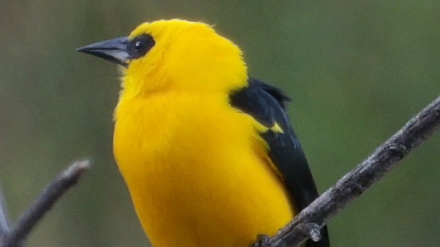 piroltrupial - ML648860773