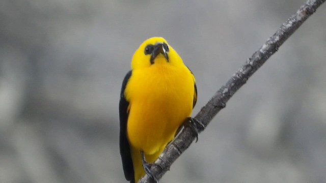 piroltrupial - ML648860780