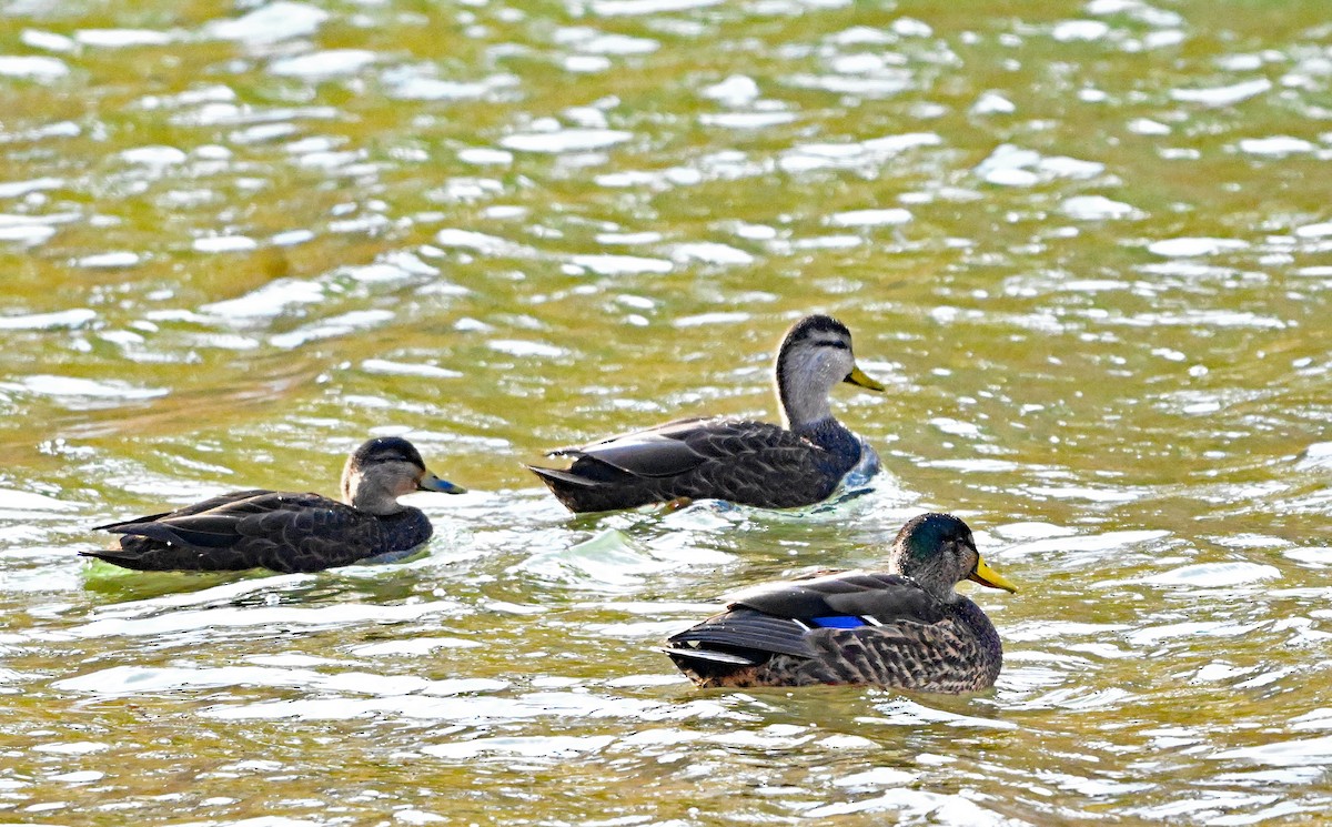 Американская кряква - ML648860825