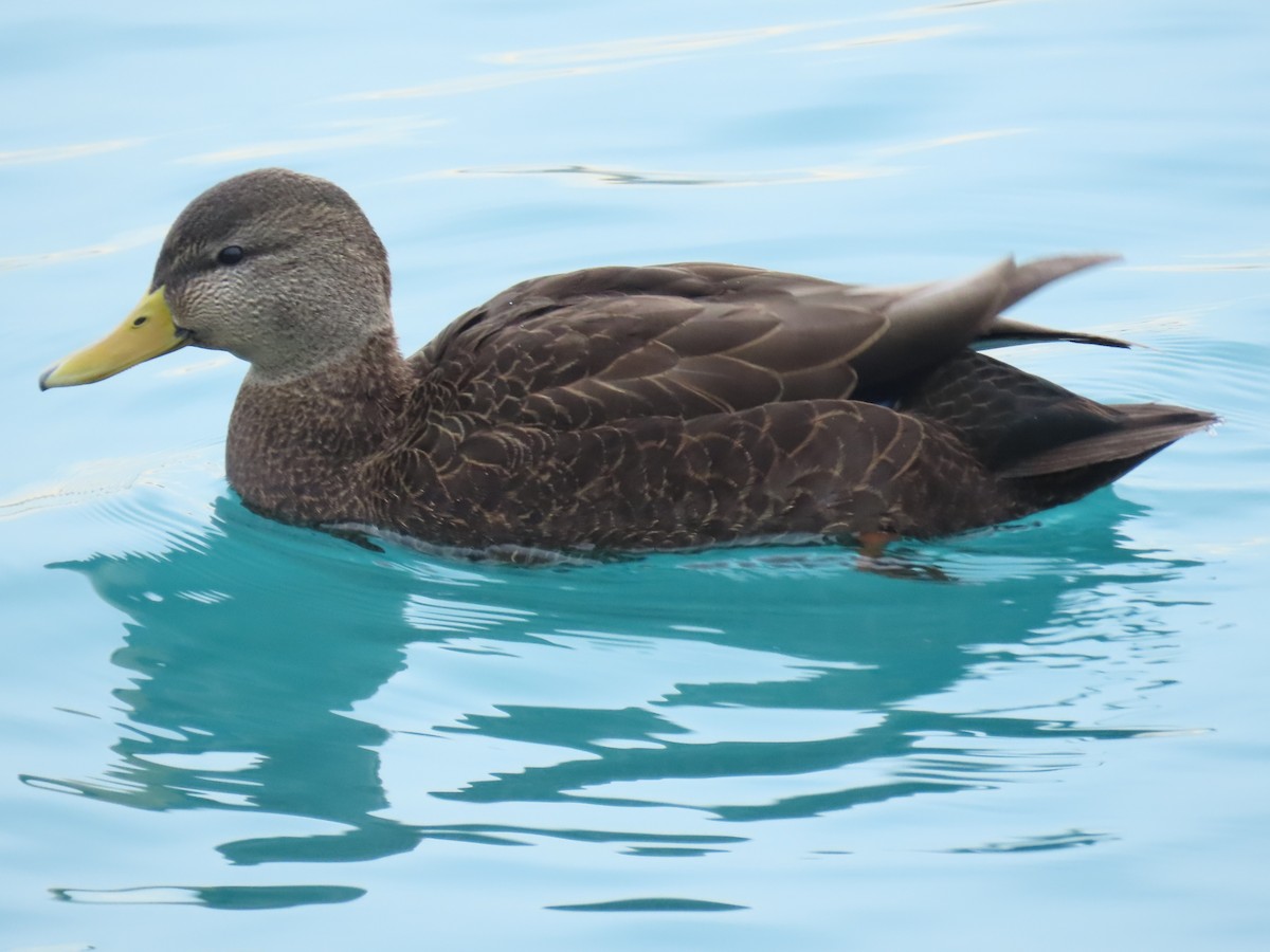 Американская кряква - ML648860895