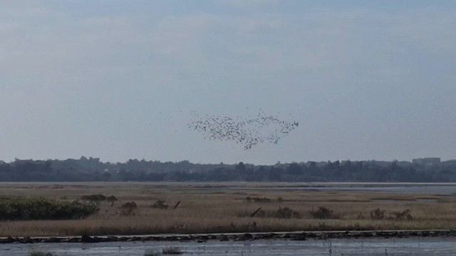 storskarv - ML648860903