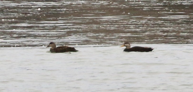 Американская кряква - ML648861087