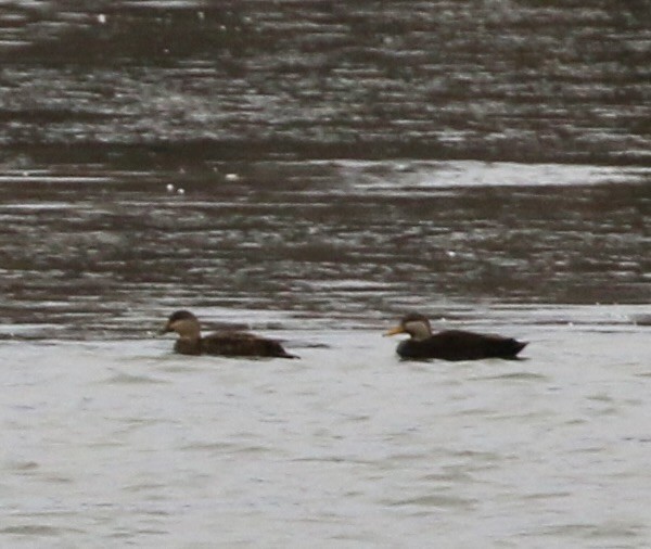 Американская кряква - ML648861095