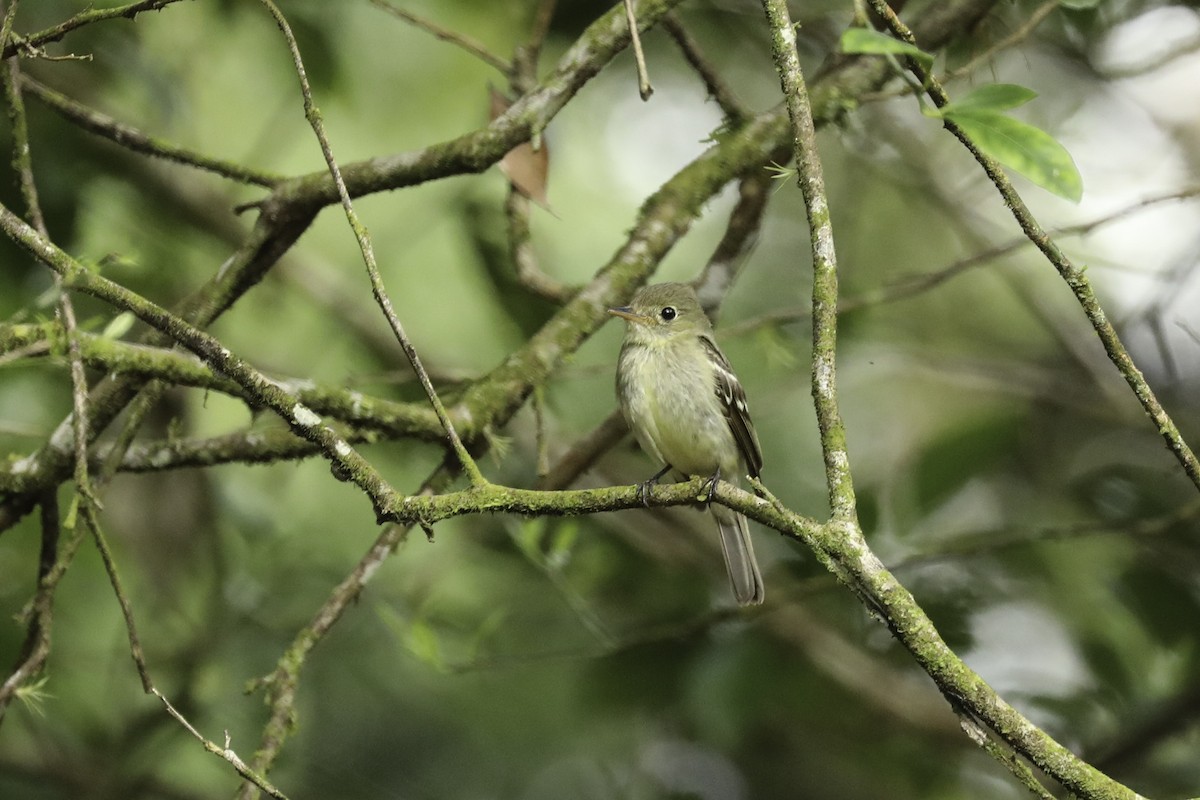 Mosquero Ventriamarillo - ML648861211