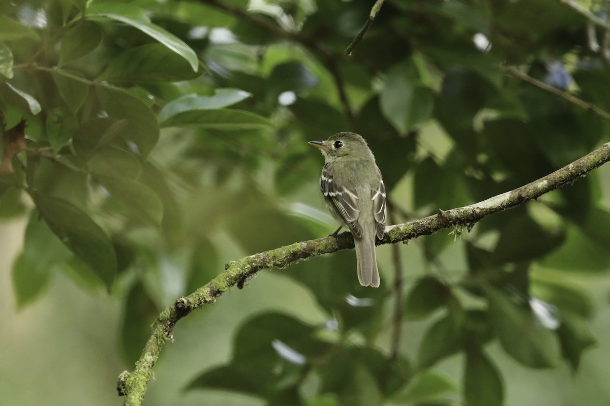 Mosquero Ventriamarillo - ML648861212